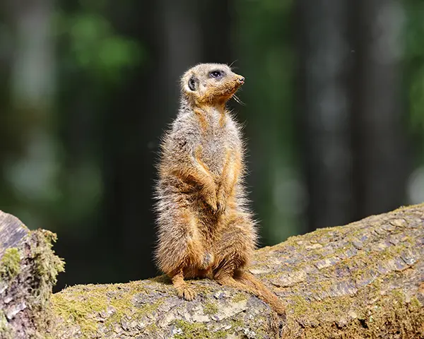 Le zoo des Pescheray et ses suricates.